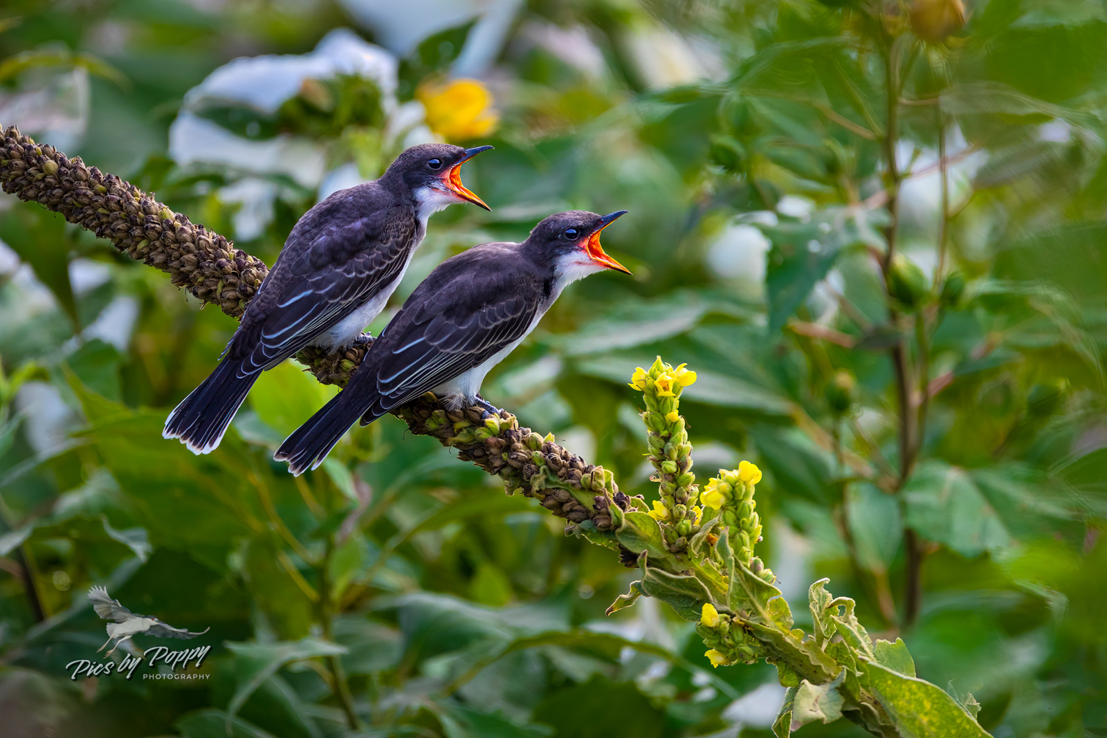 Eastern Kingbird Pair